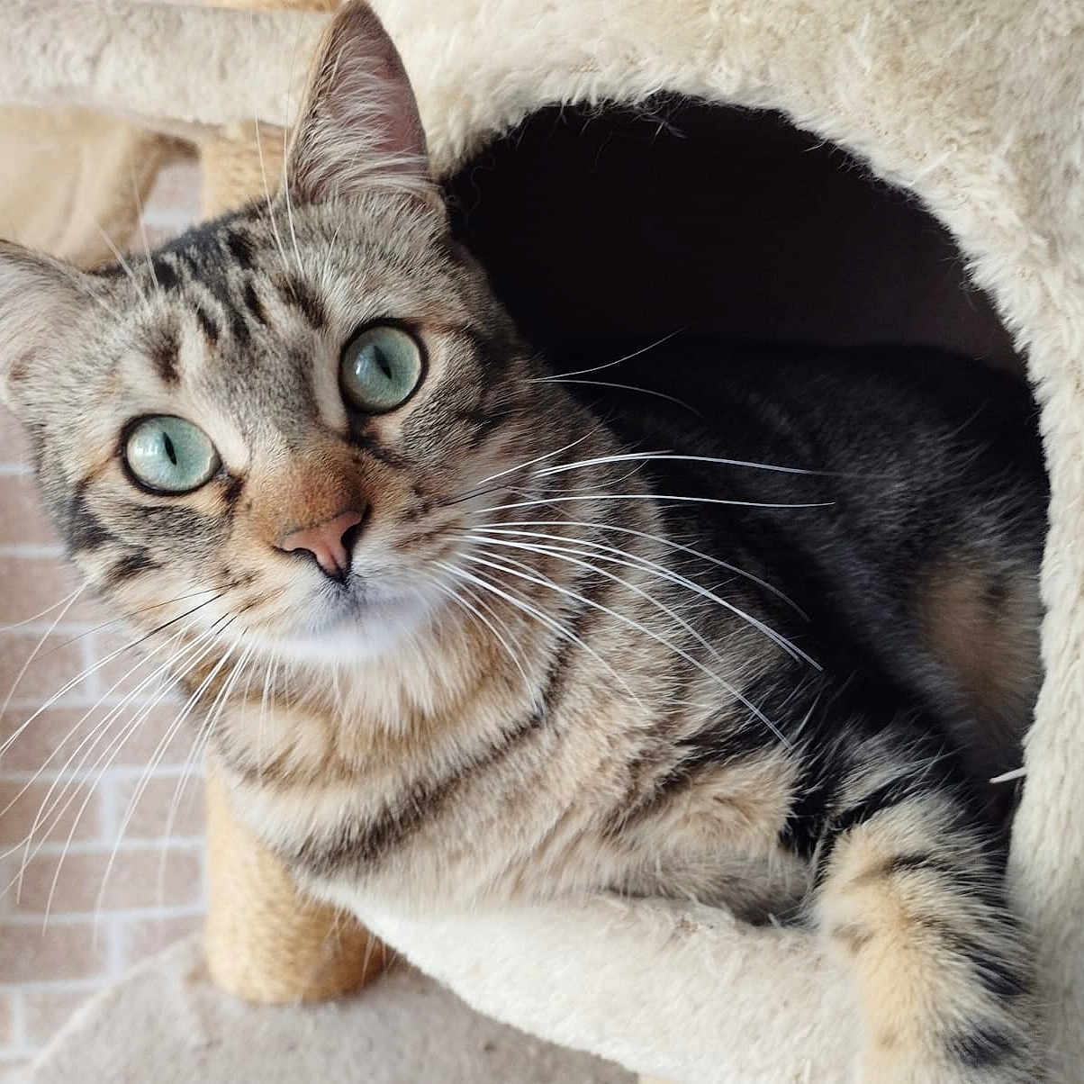 Tigroo Cat a rejoint le concours — aidez-le/la à gagner de superbes lots ! abyssinian, animal, blanket, brasssection, brick, cat, couch, den, egyptiancat, furniture, horn, indoors, kitten, manx, person, pet, plush, siamese, sleeping, toy