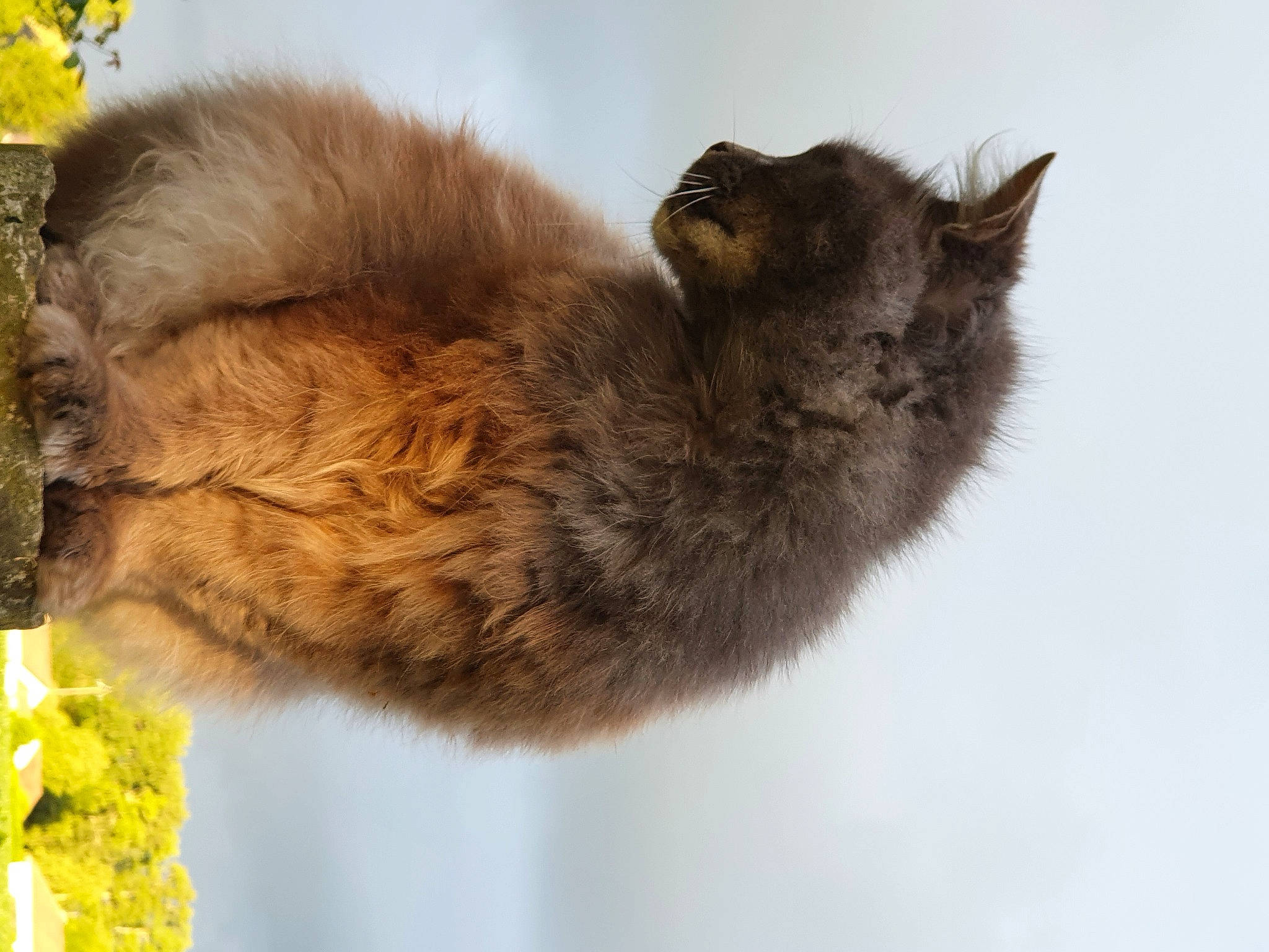 Pompon a rejoint le concours — aidez-le/la à gagner de superbes lots ! carnivore, cat, claw, domestic_short_haired_cat, fawn, felidae, fur, plant, rodent, small_to_medium_sized_cats, snout, tail, terrestrial_animal, tree, trunk, whiskers, wildlife