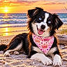 dog, beach, sunset, ocean, sand, portrait, blue_eyes, black_and_white, long_fur, smiling, lying_down, bandana, pink, outdoor, coastline, waves, sunlight, driftwood, pet, animal