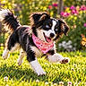 dog, puppy, black_and_white, running, playing, happy, tongue_out, blue_eyes, bandana, pink, crown_pattern, garden, flowers, grass, butterfly, monarch_butterfly, outdoors, sunlight, action_shot, bokeh