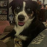 Lakota Skye is registered to the contest to win money with this photo: dog, border_collie, black_and_white, pet, animal, face, portrait, smiling, open_mouth, blue_eyes, fluffy, fur, sitting, couch, blanket, living_room, indoor, shelves, r2d2, home_decor