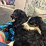 Lakota Skye is registered to the contest to win money with this photo: dogs, dog, pets, canine, black_dog, border_collie, mixed_breed, long_hair, lying_down, cuddling, relaxed, indoor, living_room, sofa, couch, blanket, pillows, floral_curtains, home_decor, portrait