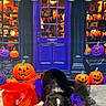 dog, border_collie, black_and_white, pet, animal, halloween, pumpkins, jack_o_lanterns, spooky, costume, tulle, orange, purple, shopfront, door, window, cobwebs, indoor, portrait, tongue_out