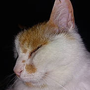 Caramel a rejoint le concours — aidez-le/la à gagner de superbes lots ! cat, close_up, profile, orange_and_white, whiskers, fur, sleepy, pet, animal, face, ear, nose, portrait, feline, domestic_cat, muzzle, soft_light, quiet, resting, macro
