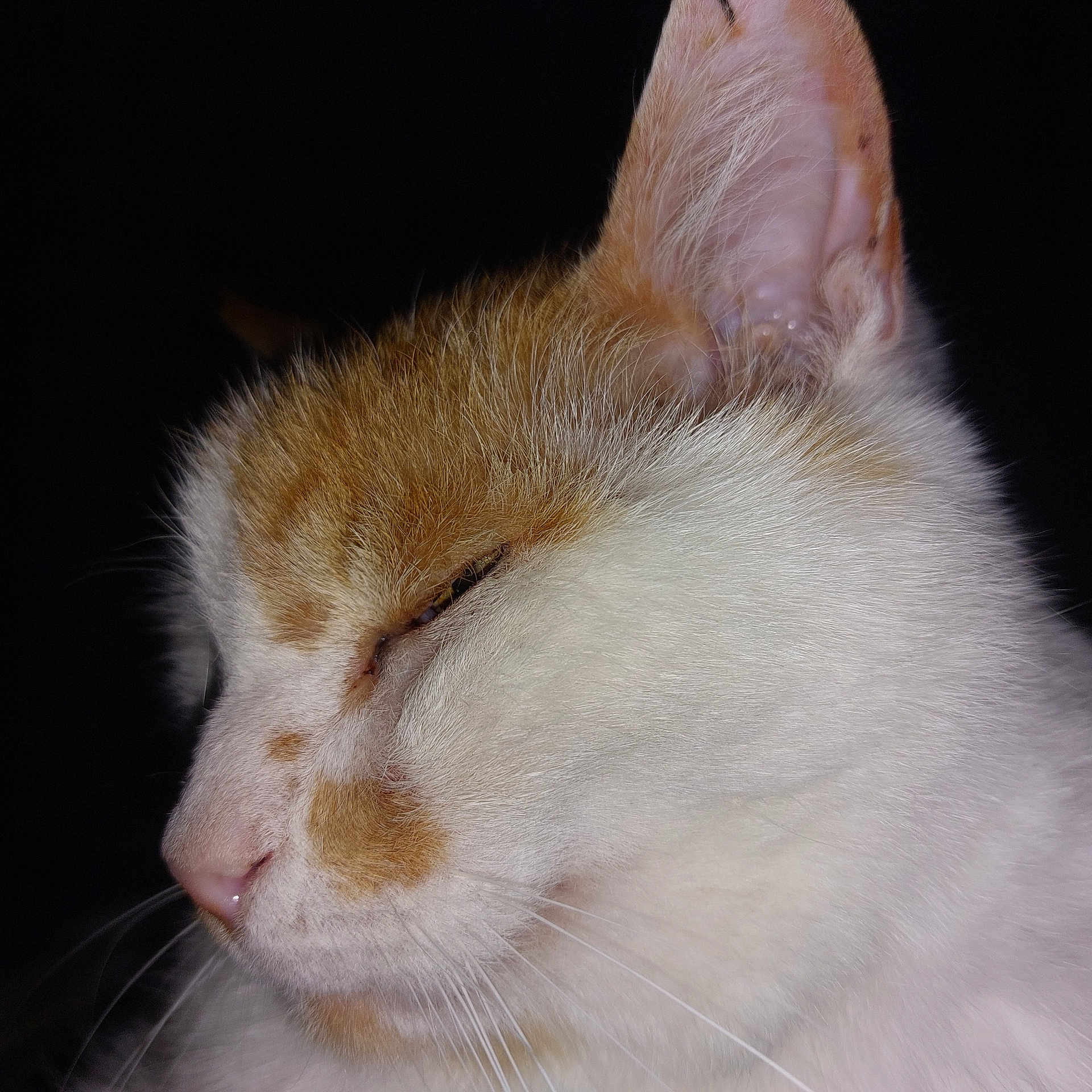 Caramel a rejoint le concours — aidez-le/la à gagner de superbes lots ! animal, cat, close_up, domestic_cat, ear, face, feline, fur, macro, muzzle, nose, orange_and_white, pet, portrait, profile, quiet, resting, sleepy, soft_light, whiskers