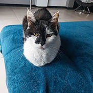 Cali a rejoint le concours — aidez-le/la à gagner de superbes lots ! cat, black_and_white, pet, animal, feline, whiskers, ears, indoor, blanket, blue, fur, looking, sitting, floor, tile, household, cozy, domestic, cute, portrait