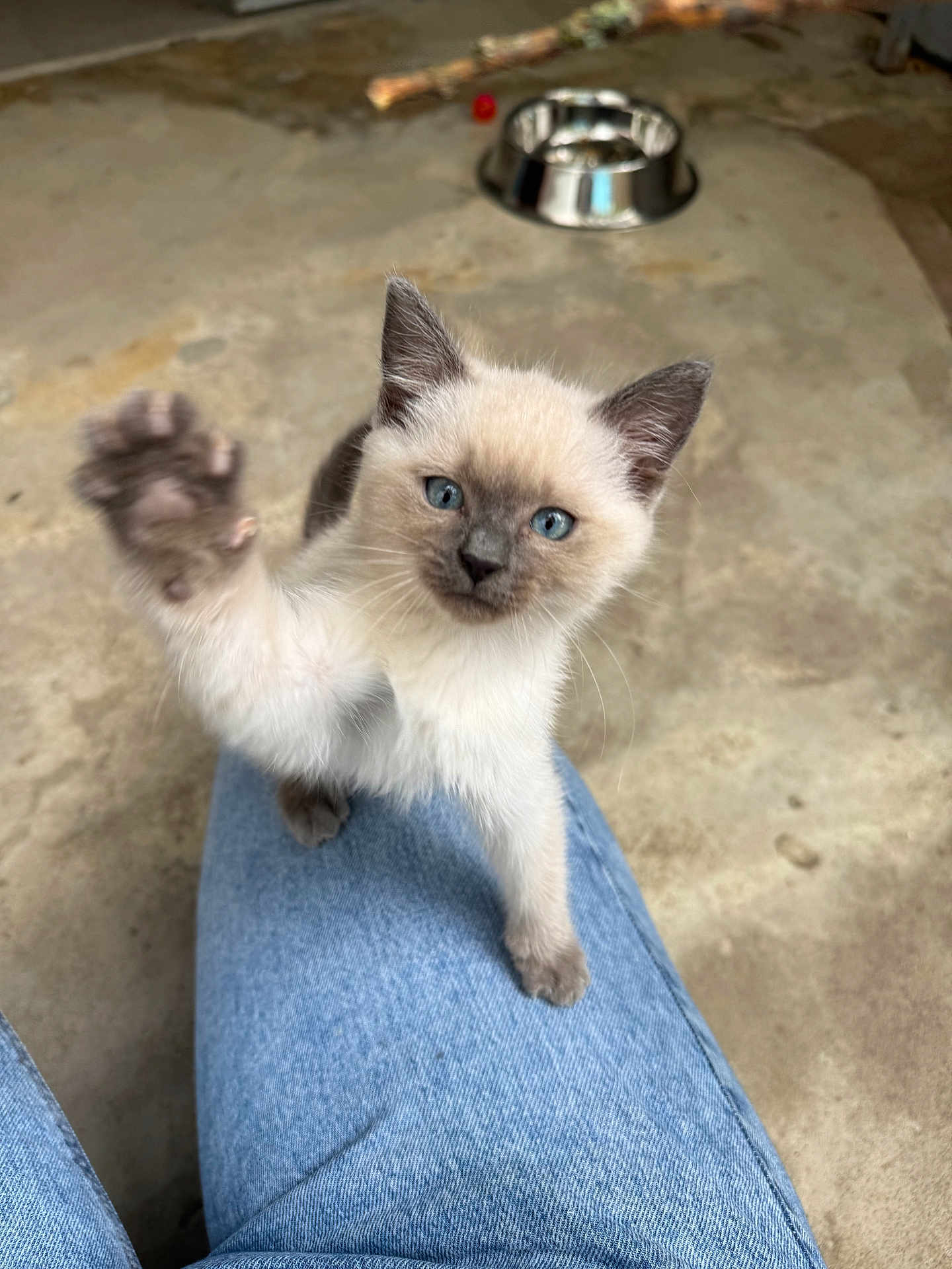 Tsuki participe au concours pour gagner de l'argent avec cette photo : animal, cat, clothing, jeans, kitten, manx, pants, pet, siamese