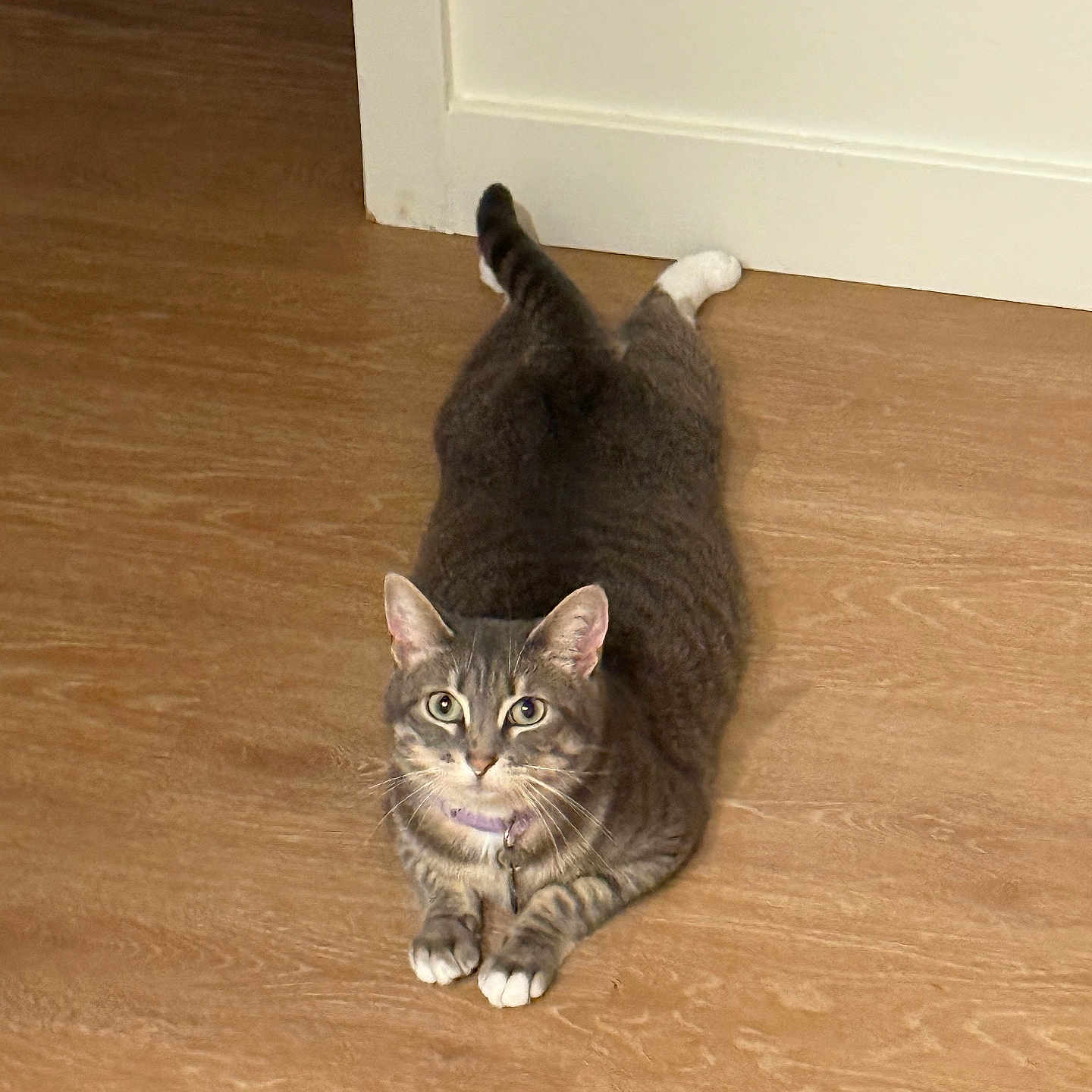 Chloe is registered to the contest to win money with this photo: animal, cat, collar, curious, cute, domestic_cat, ears, feline, floor, home, indoor, looking_up, lying, pet, relaxed, resting, tabby, whiskers, white_paws, wooden_floor