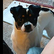 Spanky joined the competition — help win amazing prizes! dog, black_and_white, carpet, pet_food, indoor, curious, canine, kibble, mat, floor, companion, animal, looking_up, domestic, fur, ears, snout, tail, home, friendly