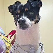 Spanky joined the competition — help win amazing prizes! animal, black_and_white, ceiling, companion, curious, cute, dog, domestic, ears, expression, fur, harness, indoor, looking_away, person_partial, pet, seated, small_dog, tshirt, wall