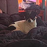 Spanky joined the competition — help win amazing prizes! animal, bed, black_and_white, blanket, casual, clothing, cozy, curtains, dog, domestic, furniture, indoor, orange_light, pet, pile, relaxing, resting, shadow, sunset, warm_light