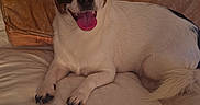 Spanky is registered to the contest to win money with this photo: animal, bed, black_and_white, canine, companion, cozy, cute, dog, domestic, fur, happy, indoor, laying_down, pet, pillow, relaxed, resting, small_dog, smiling, tongue_out