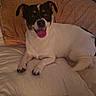 Spanky is registered to the contest to win money with this photo: dog, small_dog, black_and_white, tongue_out, bed, pillow, indoor, pet, canine, fur, happy, resting, cozy, animal, cute, companion, domestic, relaxed, smiling, laying_down