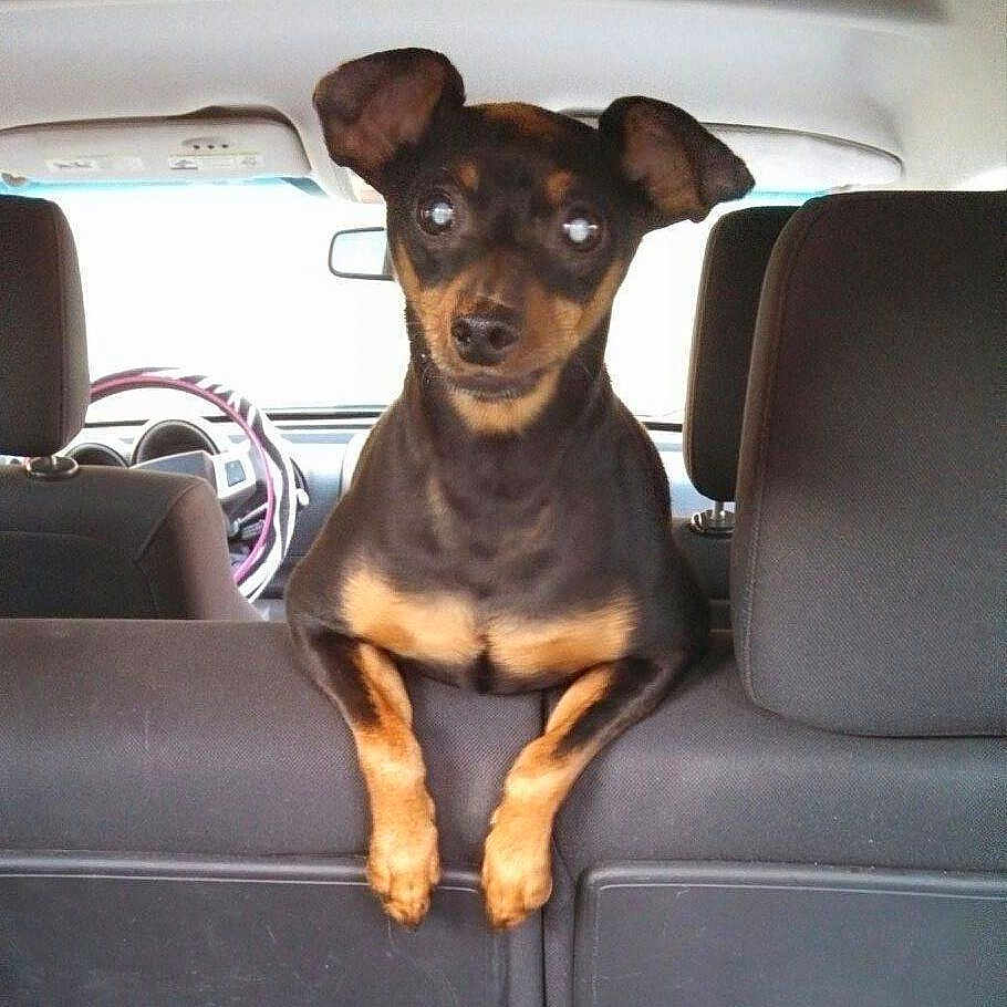 Smokey is registered to the contest to win money with this photo: