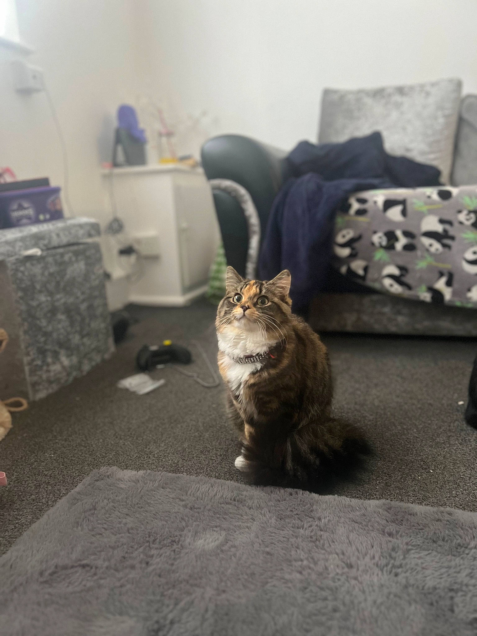 Darla is registered to the contest to win money with this photo: carnivore, carpet, cat, comfort, couch, domestic_short_haired_cat, felidae, floor, flooring, fur, grey, hardwood, living_room, road_surface, room, sitting, small_to_medium_sized_cats, tail, whiskers, wood