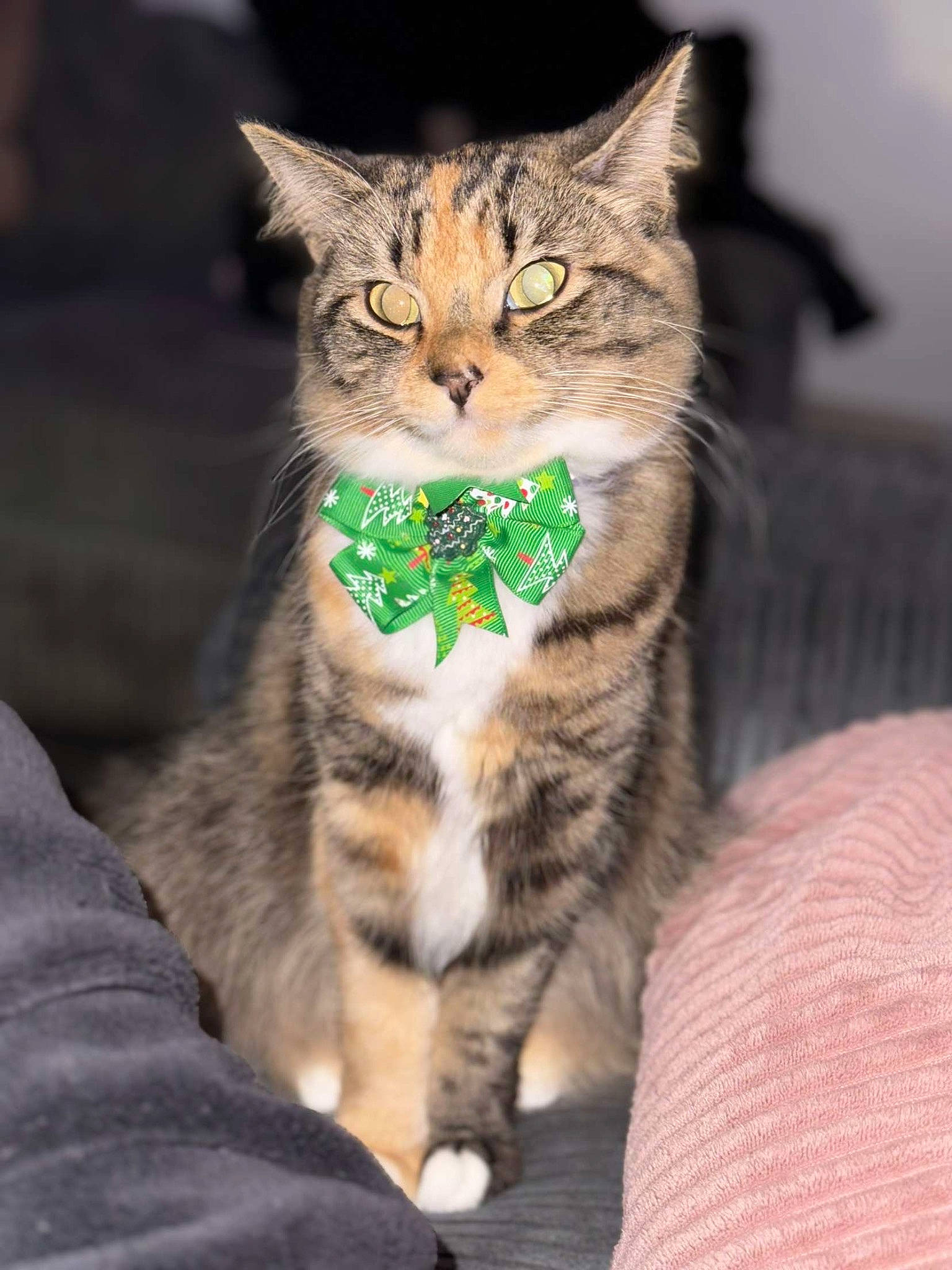 Darla joined the competition — help win amazing prizes! carnivore, cat, claw, domestic_short_haired_cat, ear, eye, felidae, foot, fur, iris, paw, sitting, small_to_medium_sized_cats, snout, tail, terrestrial_animal, whiskers, wildlife