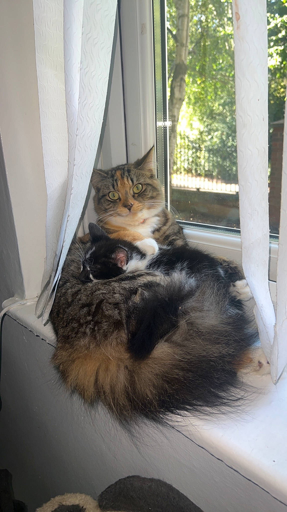 Darla is registered to the contest to win money with this photo: box, carnivore, cat, claw, comfort, curtain, domestic_short_haired_cat, door, felidae, flooring, fur, paw, plant, small_to_medium_sized_cats, tail, textile, whiskers, window, wood