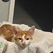 Malù joined the competition — help win amazing prizes! cat, orange_cat, white_cat, sleepy, blanket, cozy, indoor, window, night, pet, feline, resting, fur, ears, face, animal, domestic_animal, comfort, bed, soft