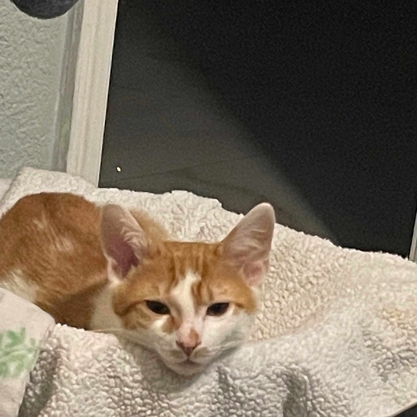 Malù