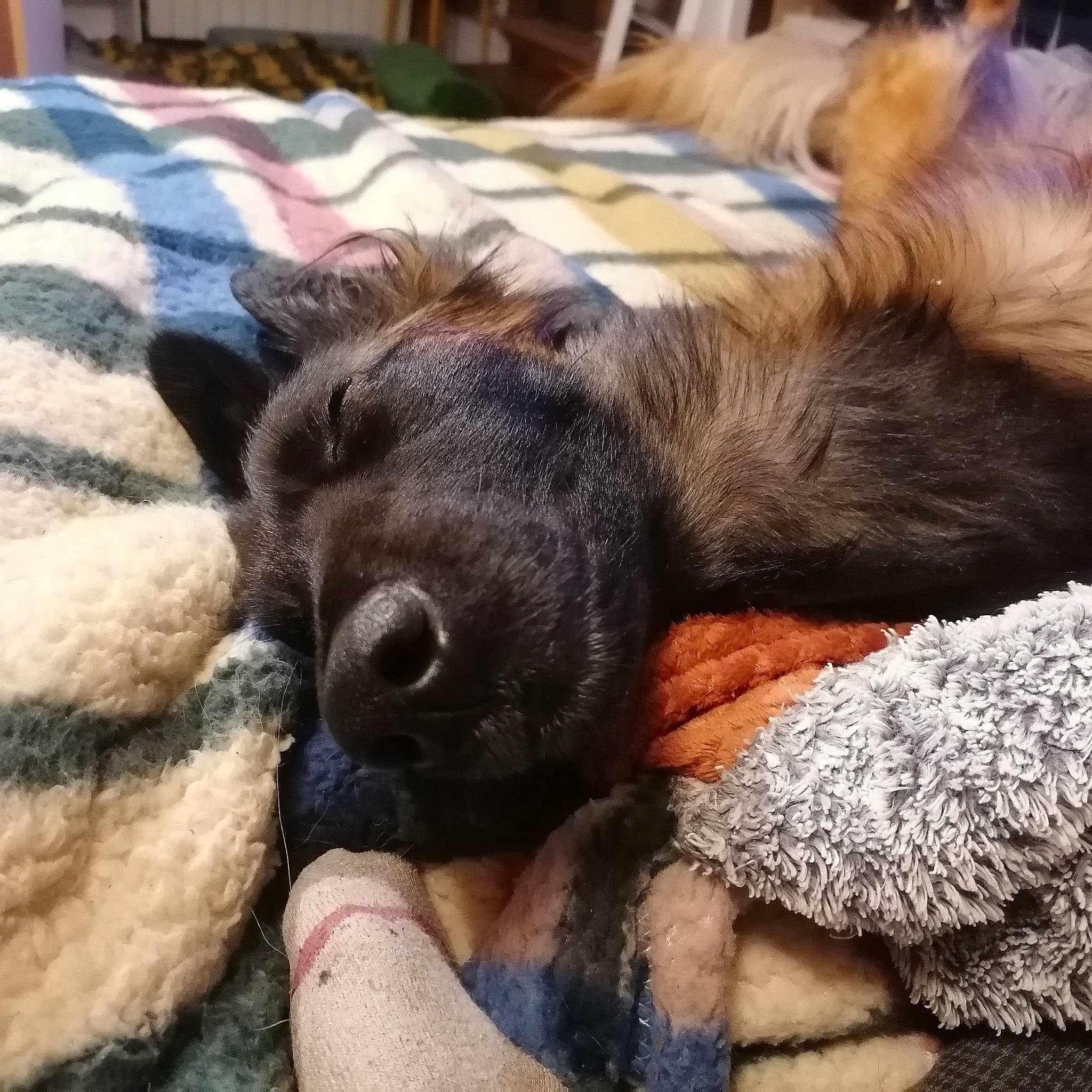 Héra participe au concours pour gagner de l'argent avec cette photo : canidae, carnivore, claw, comfort, companion_dog, dog, dog_breed, fawn, felidae, foot, human_leg, liver, paw, small_to_medium_sized_cats, snout, sporting_group, terrestrial_animal, whiskers, wood, working_animal