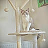 cat, kitten, feline, pet, sitting, cat_tree, scratching_post, animal, whiskers, ears, blue_eyes, tabby, white_fur, indoor, home, furniture, hanging_toys, portrait, radiator, wall_art