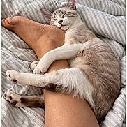 Sunshine participe au concours pour gagner de l'argent avec cette photo : cat, sleeping, kitten, pet, animal, furry, cream_colored, striped, bed, bedding, cozy, relaxed, cuddling, hugging, human_leg, indoors, bedroom, cute, whiskers, paw