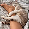 cat, sleeping, kitten, pet, animal, furry, cream_colored, striped, bed, bedding, cozy, relaxed, cuddling, hugging, human_leg, indoors, bedroom, cute, whiskers, paw