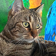 Cléo participe au concours pour gagner de l'argent avec cette photo : animal, bird, blue, cat, close_up, colorful_background, ears, feathers, feline, focus, fur, green_eyes, indoor, nature, parrot, pet, portrait, tabby_cat, whiskers, yellow