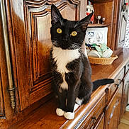 Miki participe au concours pour gagner de l'argent avec cette photo : cat, tuxedo_cat, yellow_eyes, wooden_cabinet, indoor, pet, feline, curious, sitting, whiskers, white_paws, vintage_kitchen, basket, shelf, cup, decor, fur, animal, domestic, portrait