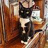 cat, tuxedo_cat, yellow_eyes, wooden_cabinet, indoor, pet, feline, curious, sitting, whiskers, white_paws, vintage_kitchen, basket, shelf, cup, decor, fur, animal, domestic, portrait