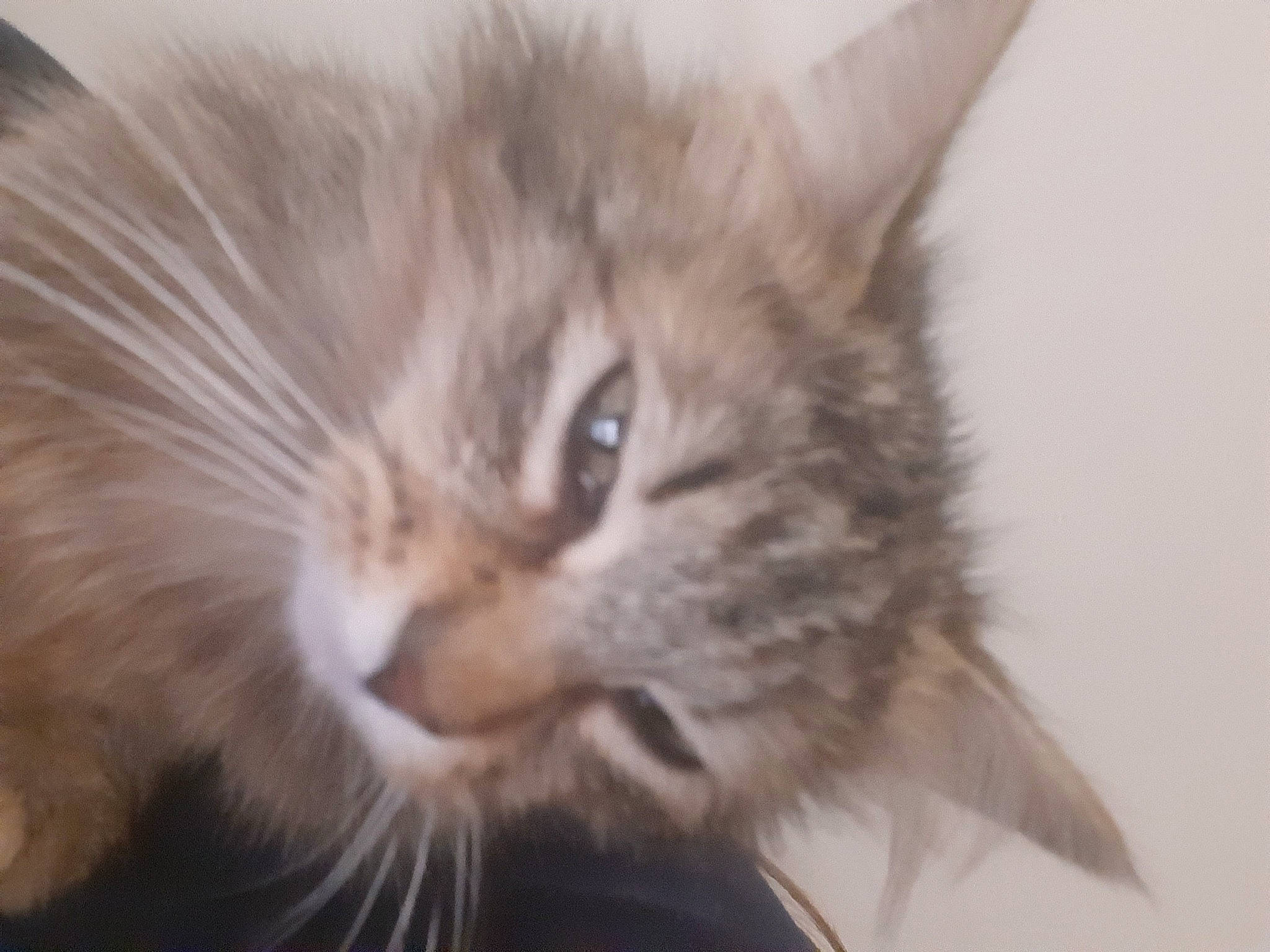 Charoltte a rejoint le concours — aidez-le/la à gagner de superbes lots ! asian_semi_longhair, british_semi_longhair, carnivore, cat, close_up, domestic_long_haired_cat, eye, felidae, fur, kitten, maine_coon, mammal, norwegian_forest_cat, ragamuffin, siberian, small_to_medium_sized_cats, snout, somali, vertebrate, whiskers