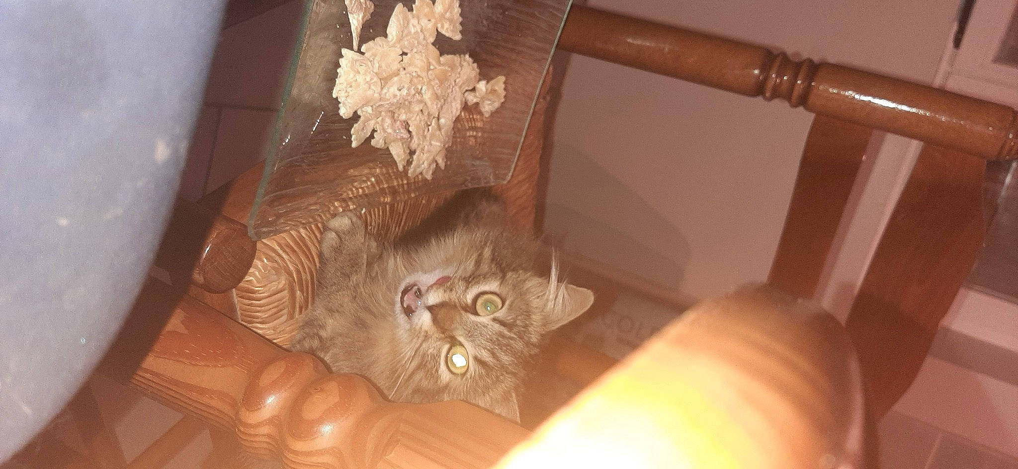 Charoltte a rejoint le concours — aidez-le/la à gagner de superbes lots ! british_longhair, british_semi_longhair, british_shorthair, carnivore, cat, domestic_long_haired_cat, domestic_short_haired_cat, fawn, felidae, fur, kitten, maine_coon, norwegian_forest_cat, persian, small_to_medium_sized_cats, whiskers