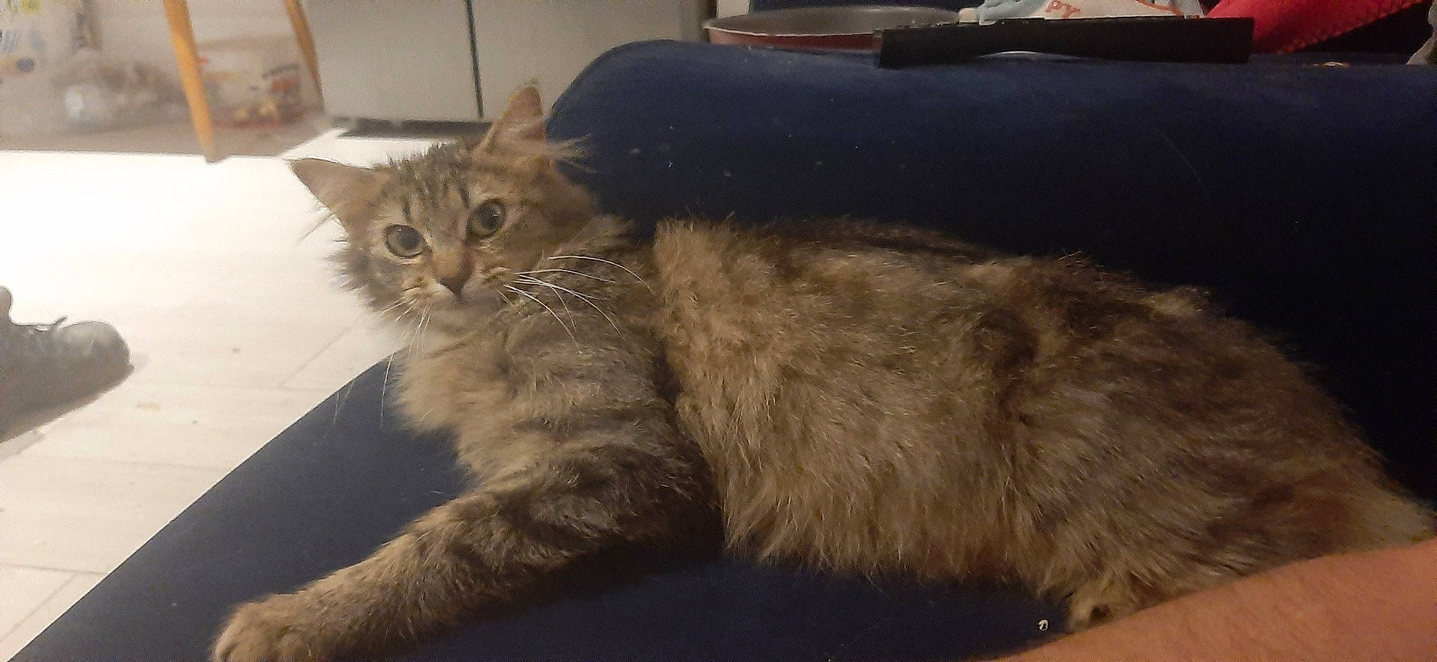 Charoltte a rejoint le concours — aidez-le/la à gagner de superbes lots ! asian_semi_longhair, british_semi_longhair, carnivore, cat, cymric, domestic_long_haired_cat, domestic_short_haired_cat, felidae, fur, maine_coon, mammal, norwegian_forest_cat, persian, ragamuffin, siberian, small_to_medium_sized_cats, somali, tabby_cat, vertebrate, whiskers