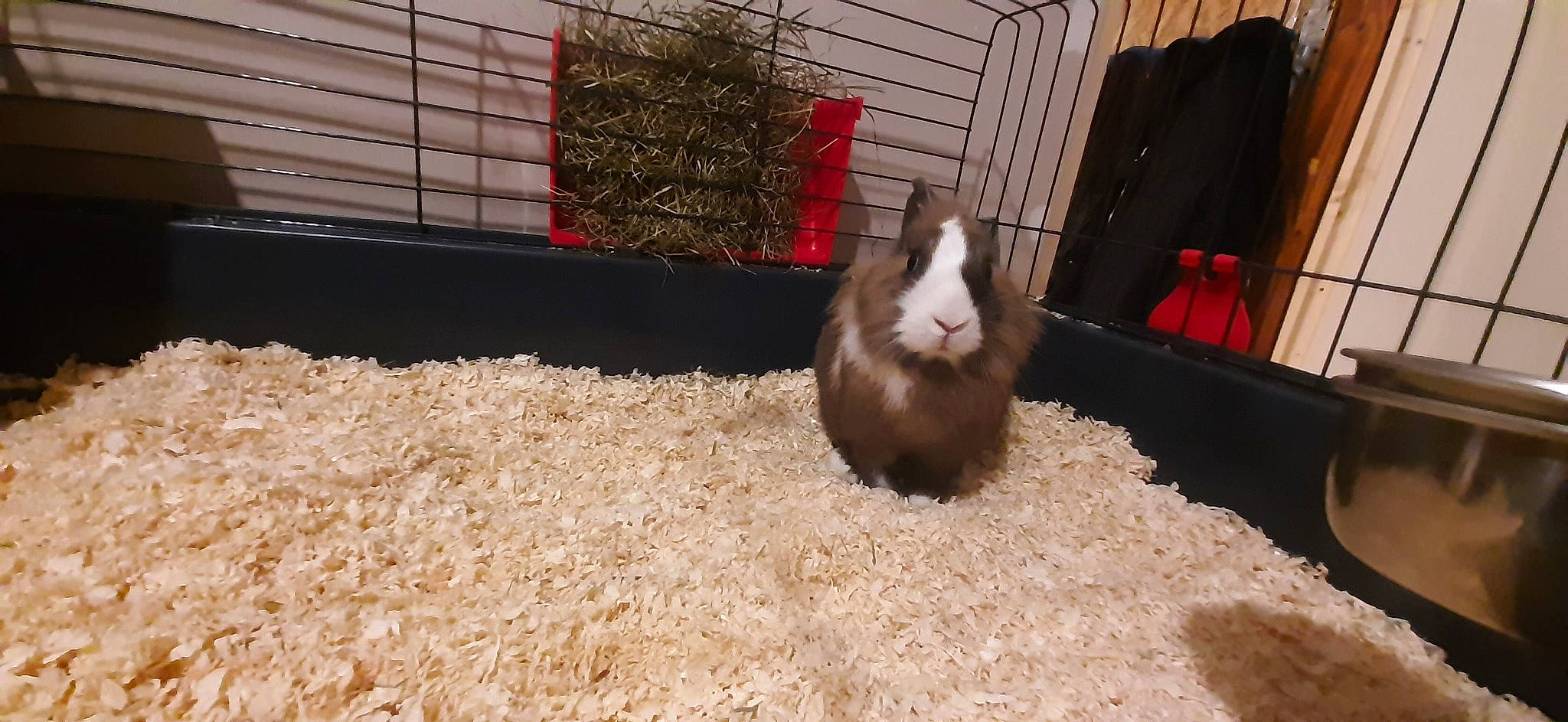 Craquotte participe au concours pour gagner de l'argent avec cette photo : cage, domestic_rabbit, fawn, guinea_pig, hamster, rabbit, rabbits_and_hares, rodent