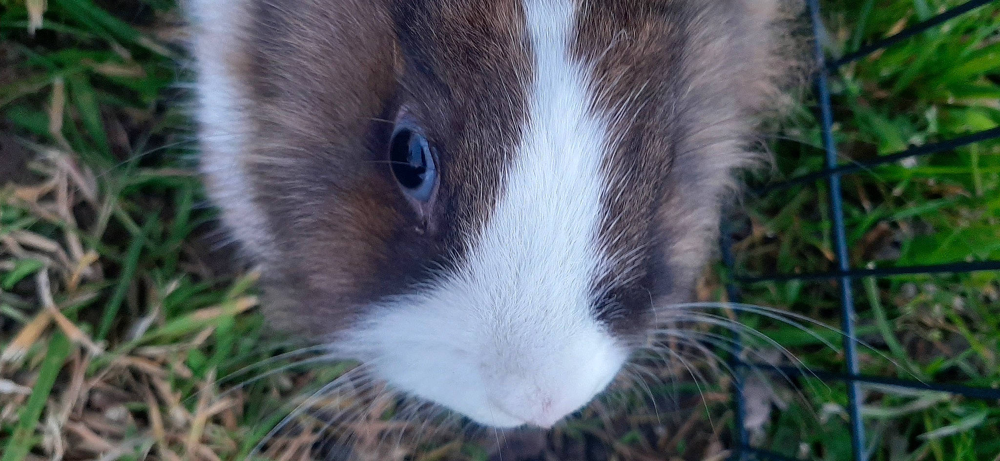 Craquotte a rejoint le concours — aidez-le/la à gagner de superbes lots ! grass, guinea_pig, iris, mammal, rodent, snout, whiskers, wildlife