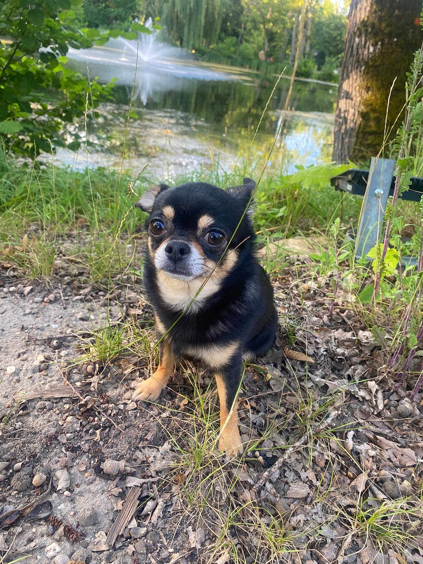 Rebelle participe au concours pour gagner de l'argent avec cette photo : dog, chihuahua, small_dog, outdoor, pond, water, fountain, grass, dirt, tree, nature, pet, animal, canine, leaf, shrub, sunlight, closeup, sitting, forest