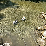 Gnocchi Et Benito a rejoint le concours — aidez-le/la à gagner de superbes lots ! adventure, canine, clear_water, daytime, dog, leash, nature, outdoor, pet, playful, river, rocks, shadow, shallow_water, summer, sunlight, trees, two_dogs, walking, water