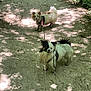 adventure, animal, canine, dirt, dog, forest, fur, greenery, leash, muddy, nature, outdoor, path, pet, playful, shadows, sunlight, trail, two_dogs, walking