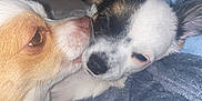 Gnocchi Et Benito participe au concours pour gagner de l'argent avec cette photo : affection, animal, blanket, close_up, companion, cute, dog, ear, friendship, fur, indoor, lick, nuzzle, pet, puppy, resting, small_dog, snout, soft_texture, whiskers