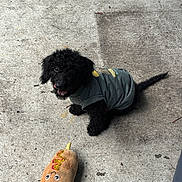 Shine joined the competition — help win amazing prizes! puppy, dog, black_dog, toy, plush_toy, hot_dog_toy, concrete_floor, pet_clothing, cute, small_dog, outdoor, pet, animal, playful, sitting, looking_up, tongue_out, fur, pet_accessory, companion