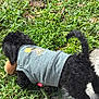 Shine joined the competition — help win amazing prizes! puppy, dog, grass, toy, outdoor, pet, black_dog, curly_fur, sweater, playful, animal, nature, young_dog, walking, canine, cute, small_dog, greenery, daylight, exploring