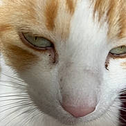 Charlotte is registered to the contest to win money with this photo: cat, close_up, orange_fur, white_fur, whiskers, face, eyes, nose, pet, animal, sleepy, unimpressed, feline, macro, fur, portrait, cute, indoor, domestic, mammal