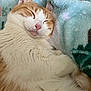 cat, sleeping, orange_and_white, fur, pet, cozy, blanket, resting, cute, domestic_cat, whiskers, relaxed, soft_texture, animal, close_up, indoors, nap, feline, pink_nose, fluffy