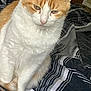 cat, orange_and_white, fur, bedspread, striped, mail, paper, indoor, pet, animal, whiskers, ears, feline, closeup, domestic_cat, bedroom, resting, cute, looking_down, soft