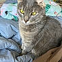 Cake is registered to the contest to win money with this photo: cat, gray_cat, tabby, yellow_eyes, pet, indoor, bed, blanket, comfort, feline, fur, whiskers, ears, cozy, resting, domestic_animal, close_up, sleepy, cute, animal