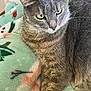 cat, grey_tabby, animal, pet, feline, green_eyes, fur, whiskers, blanket, snowman_pattern, soft_texture, indoor, close_up, relaxed, cute, domestic_animal, resting, cozy, warm, sleepy