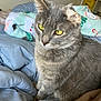 Cake is registered to the contest to win money with this photo: cat, gray_cat, tabby, pet, animal, yellow_eyes, feline, indoor, bed, blanket, cozy, fur, whiskers, cute, domestic_cat, resting, looking_away, soft_texture, comfort, household