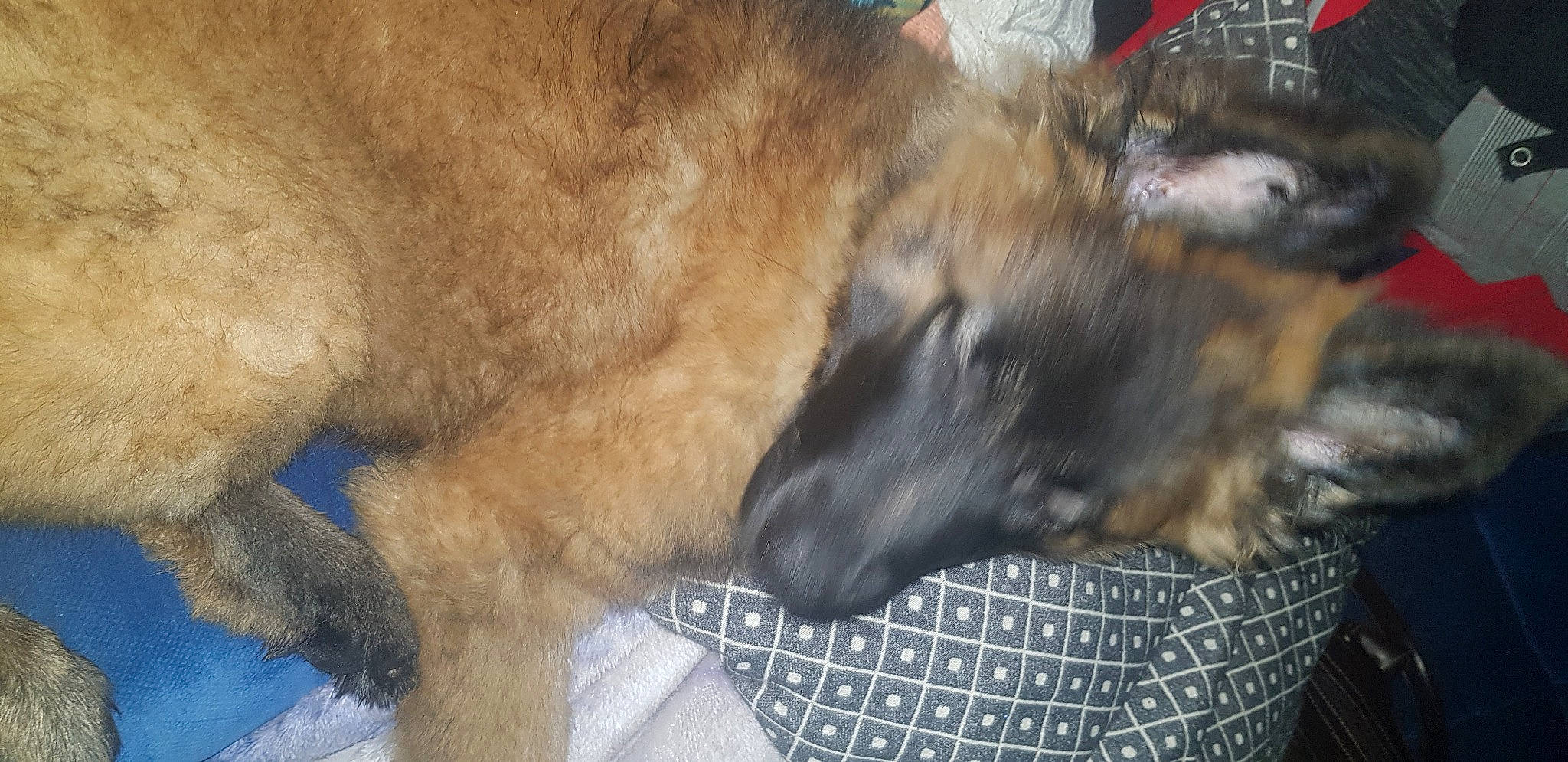 Mystik participe au concours pour gagner de l'argent avec cette photo : canidae, carnivore, claw, comfort, companion_dog, dog, dog_breed, dog_supply, fawn, felidae, fur, guard_dog, liver, nap, paw, sporting_group, tail, terrestrial_animal, whiskers, working_animal