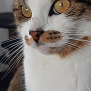 Myrtille a rejoint le concours — aidez-le/la à gagner de superbes lots ! amber_eyes, animal, calm, cat, close_up, cute, domestic, face, feline, fur, indoor, looking_away, mammal, natural_light, pet, portrait, soft_focus, tabby, whiskers, white_fur