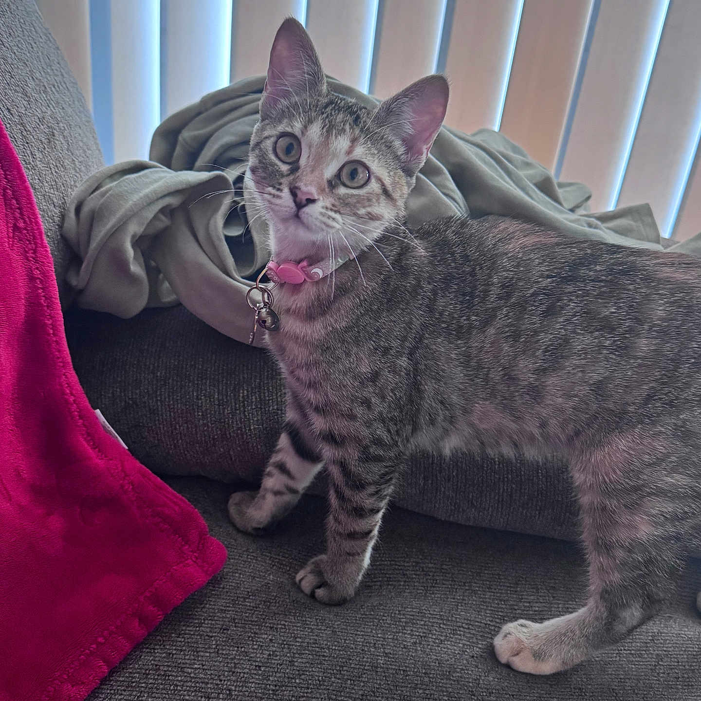 Millie is registered to the contest to win money with this photo: cat, tabby, kitten, pet, animal, collar, bell, pink_collar, whiskers, ears, eyes, standing, sofa, couch, blanket, cushion, indoors, window_blinds, cozy, portrait